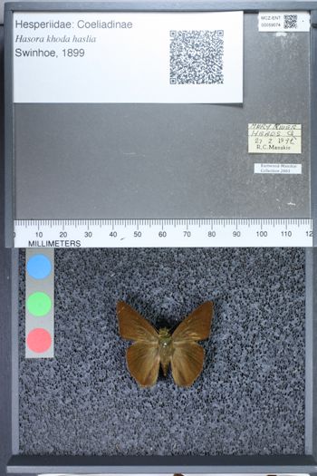 Media type: image;   Entomology 59074